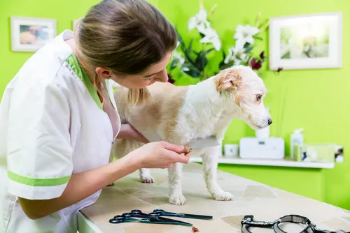 Veterinářka zkoumá psa na stolu s hřebenem proti blechám.