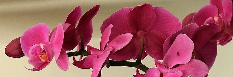 Růžové květy faleropisných orchidejí na neutrálním pozadí.