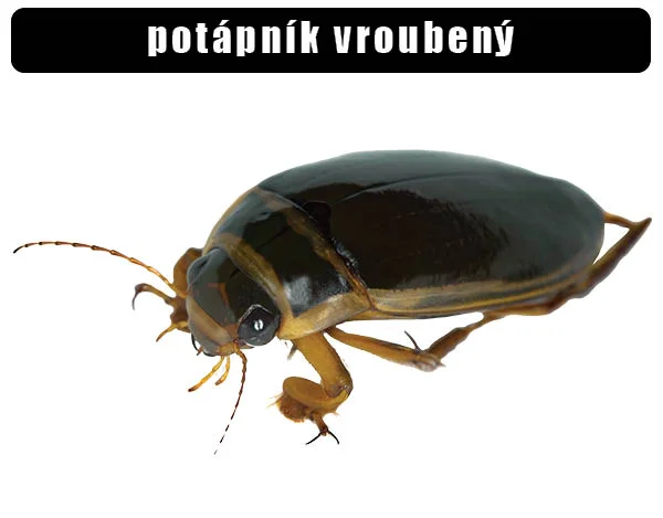 Potápník vroubený na bílém pozadí s viditelnými nohami a anténami.