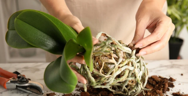 Osoba přesazuje orchidej a čistí kořeny od starého substrátu.