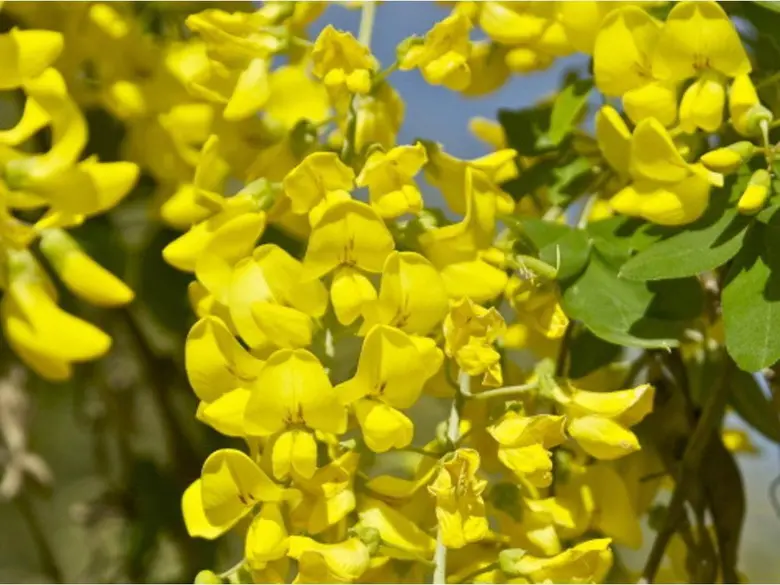 Yellow flowering plant clusters