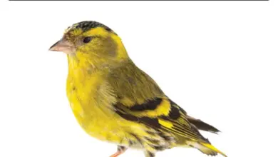 Mužský čížek lesní na bílém pozadí