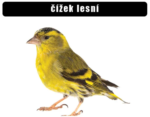 Mužský čížek lesní na bílém pozadí