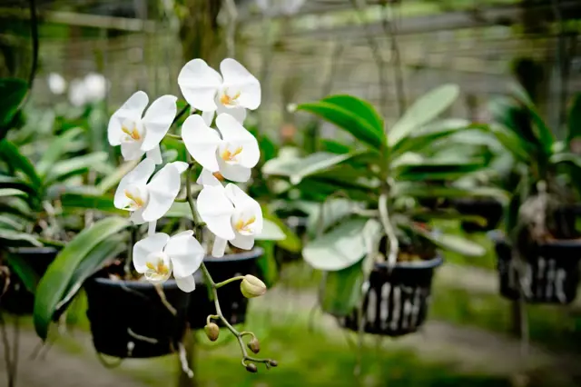Bílé kvetoucí orchideje v koších na závěsné kultivaci.