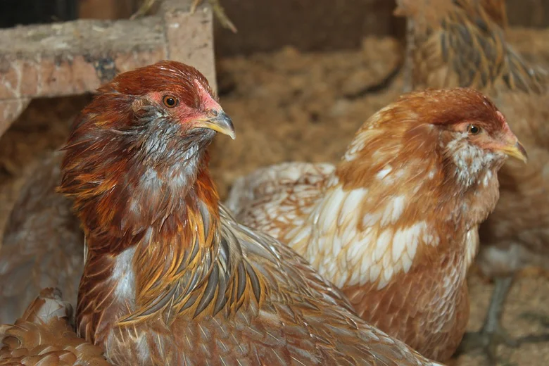 Dvě hnědé araukany v kuřatníku na farmě.
