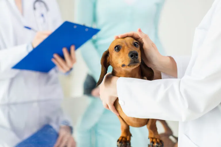 Veterinář zkoumá malého španělského psa v ordinaci.