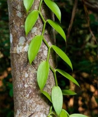 Vanilla orchid vine on tree trunk