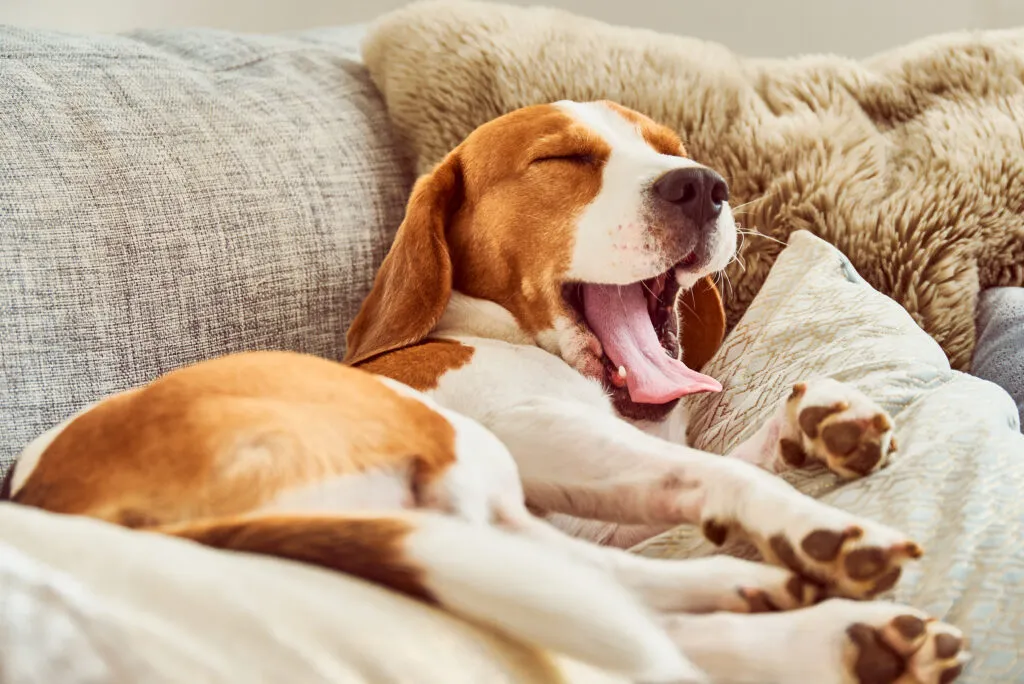 Spící pes Beagle se protahuje na pohovce.