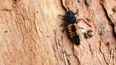 Larva dlouhososky na kůře stromu proti mšicím.