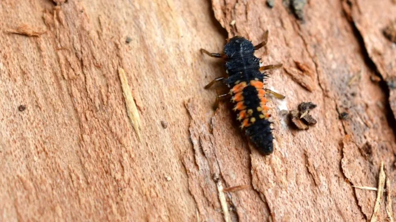 Larva dlouhososky na kůře stromu proti mšicím.