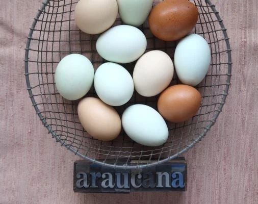 Kulaté vejce araúkan v drátěném košíku na textilu.