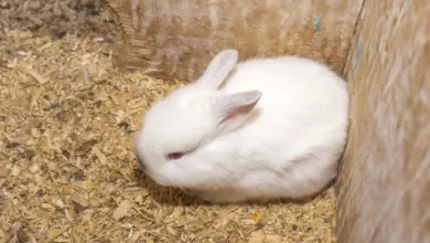 Bílý králík sedí na dřevěných štěpách v kleci.