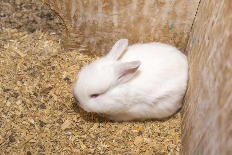 Bílý králík sedí na dřevěných štěpách v kleci.