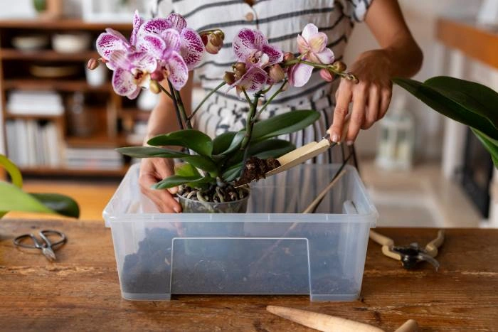 Přesazování orchideje do plastového kontejneru s nástroji