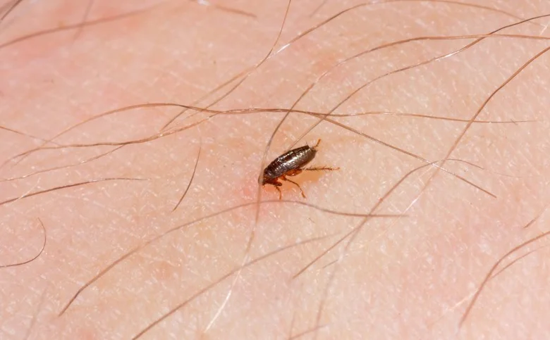 Blecha na kůži psa nebo člověka v makro záběr
