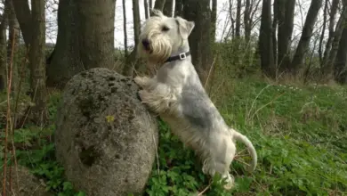 Bílý teriér schnaucer stojí vedle kamene v lese.