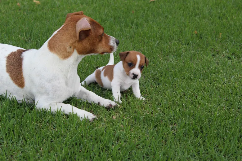 Dospělý teriér leží vedle štěněte na trávníku.