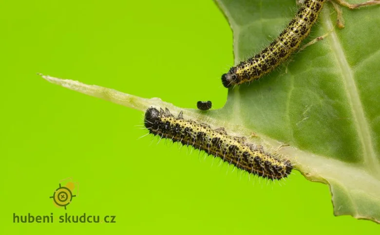 Dva larvy běláska zelného krmí se na zeleném listu.