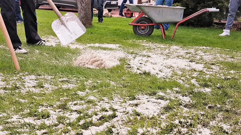 Lidé provádějí aerifikaci trávníku a zaplňují díry pískem.