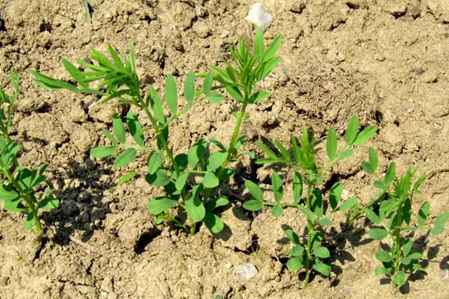 Pea plants in soil
