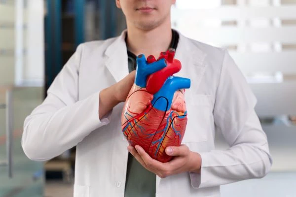 Lékař drží anatomické srdce jako ilustraci k tématu tepové frekvence.