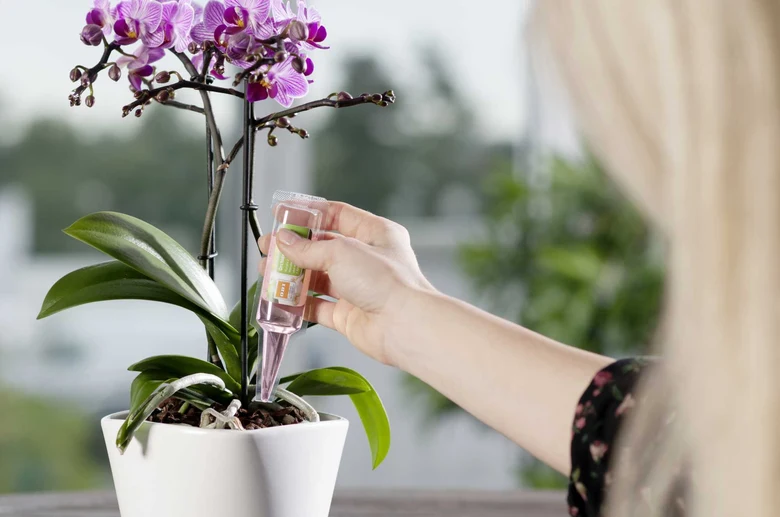Ruka zalévá orchidej kapátkem do substrátu v bílé květináč.