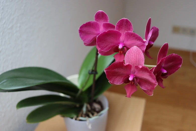 Růžová orchidej v květináči na dřevěném stole.