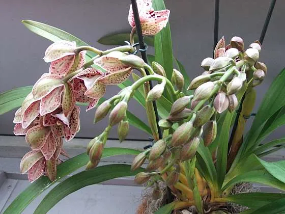 Orchidee Cymbidium s květy a pupeny v hrnci