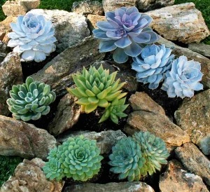 Různé druhy dužnatky Echeveria rostoucí mezi kameny venku.