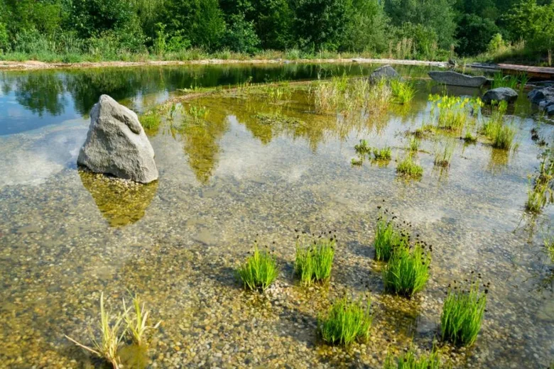 Shallow garden pond s plody rostlinami a kameny pro koupání.