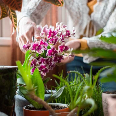 Člověk drží kvetoucí fialovou orchidej mezi jinými rostlinami.